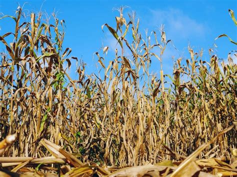 Premium Photo | Corn field during harvest and blue skydry corn fields ready for harvest