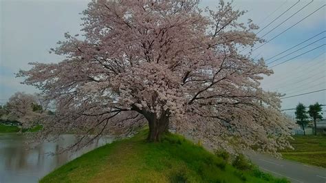 Swimming School Saitama: clean water and cherry blossoms in Higashi...