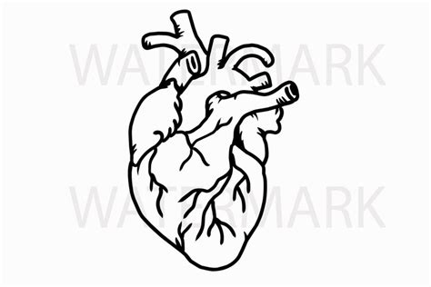 Human Real Heart - SVG/JPG/PNG Hand Drawing