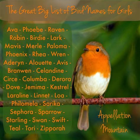 Bird Names for Girls Birds Name List, List Of Birds, Oliver Name, Boy ...