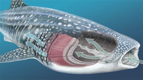 Hub for Marine Life: Whale Shark (Rhincodon typus)