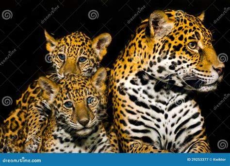 Jaguar Cubs stock image. Image of eyes, color, france - 29253377