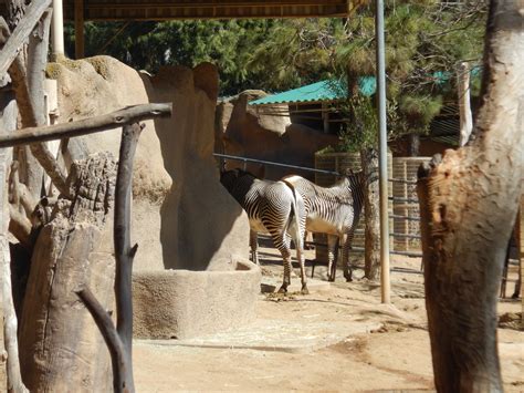 Revisiting San Diego Zoo - Accessible Travels & Vacations