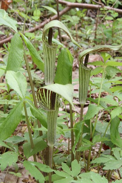 Maryland Biodiversity Project - Common Jack in the Pulpit (Arisaema triphyllum)