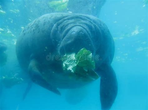 Manatee eating lettuce stock photo. Image of eating, ocean - 48618740