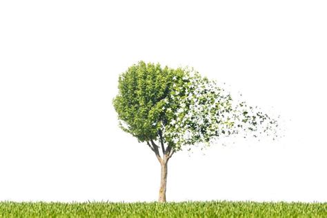 Why Is Your Tree Losing Leaves? – Tree Health Tips