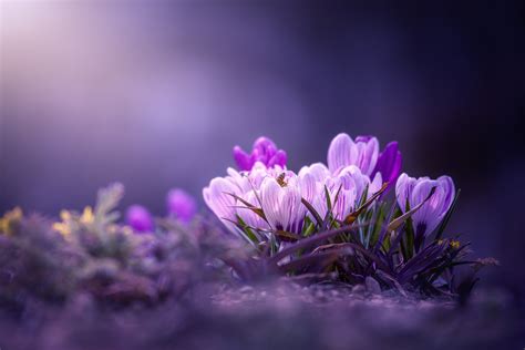 Download Close-up Purple Flower Flower Nature Crocus HD Wallpaper