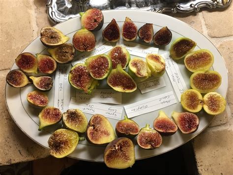 FigBid - Online Auctions of Fig Trees, Fig Cuttings & Growing Supplies - $100 Package (Fifteen ...