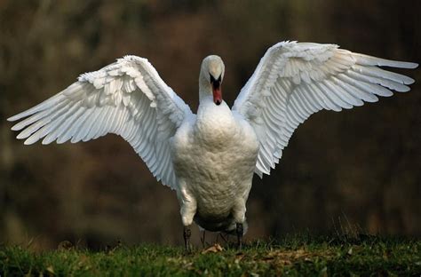 swan wings underside | Birds photography nature, Swan wings, Animal ...