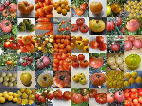 How to Choose Tomato Varieties to Grow in Your Garden | Tomato garden, Types of tomatoes ...