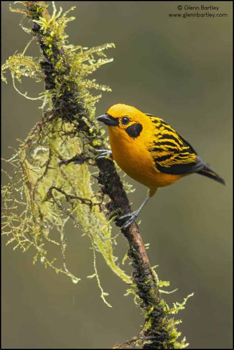 Golden Tanager | Focusing on Wildlife