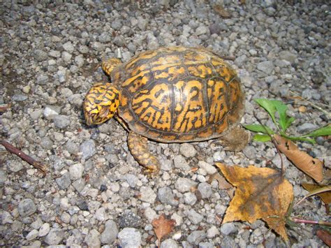 File:Eastern box turtle.JPG - Wikimedia Commons