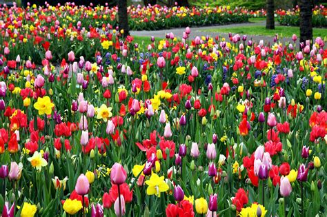 Rangkuman Gambar Bunga Tulip Warna Warni yang Banyak Dicari - Informasi ...