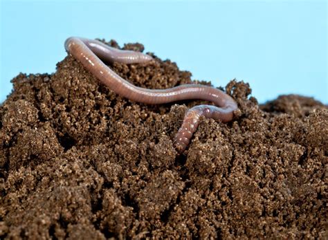 Ver De Terre Sur Le Tas Du Sol Sur Des Mains Photo stock - Image du faune, jardin: 88419324