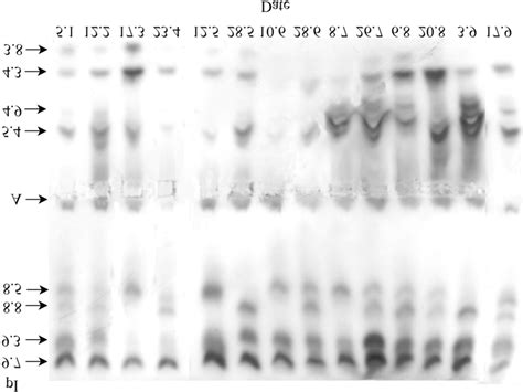 Peroxidase isoenzymes in Scots pine xylem from January to September in... | Download Scientific ...