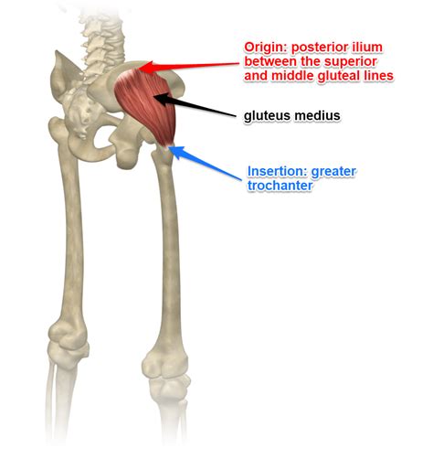 The Gluteus Medius Muscle Human Muscle Anatomy, Body Anatomy, Anatomy ...