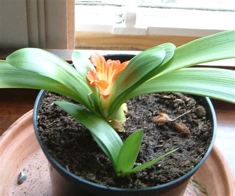 Indoor Low Light Gardening: Plant Profile: Clivia