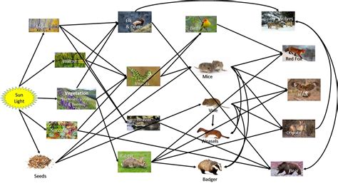 41 wolf food chain diagram - Wiring Diagrams Manual