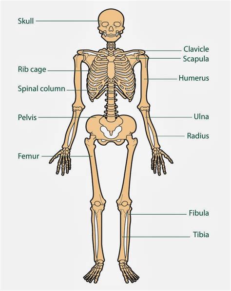 WE LOVE SCIENCE!: UNIT 3: THE MUSCULOSKELETAL SYSTEM