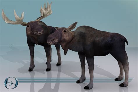 3d moose model