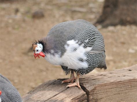 The Online Zoo - Helmeted Guineafowl