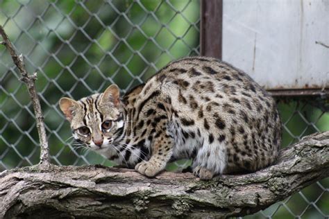 "Amur" Leopard Cat - ZooChat