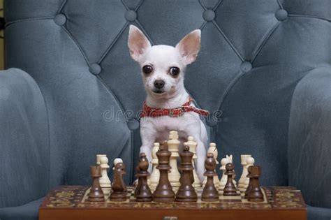 Chihuahua Dog Plays Chess in a Competition, Looking Attentively at the ...