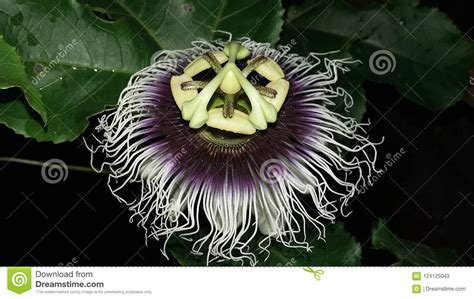 Maracuya Flower Fruit Passiflora Edulis Stock Image - Image of beautiful, amazing: 124125043