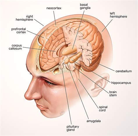 THE BRAIN in ASPERGER’S SYNDROME - only where you have walked have you been