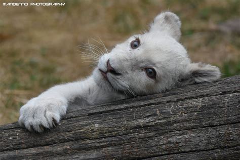 Flickriver: Searching for photos matching 'white lion cubs'