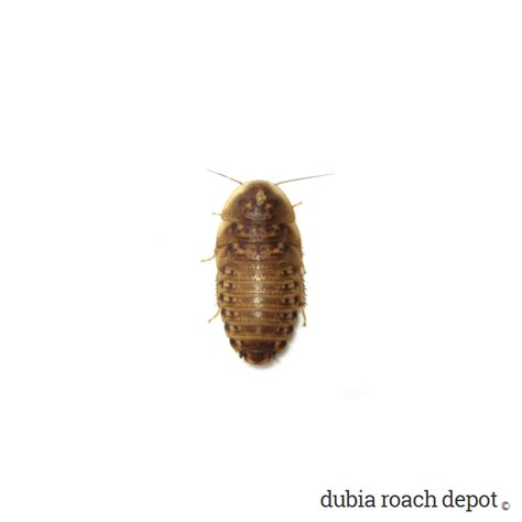 ½-inch Dubia Roaches - Dubia Roach Depot