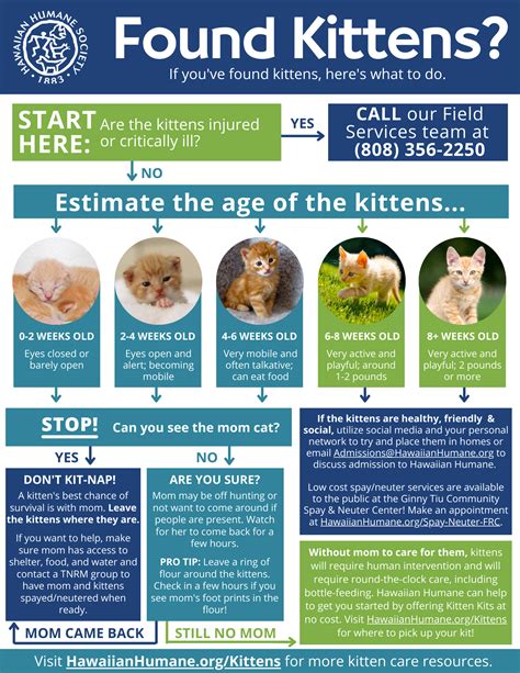 Kitten Resources : Hawaiian Humane Society