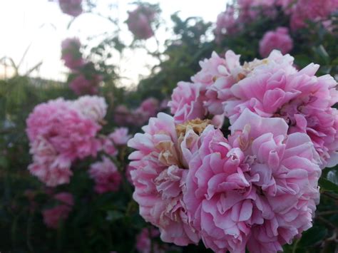 Free photo: Flowers in the Garden - Blooming, Flower, Fragrance - Free ...