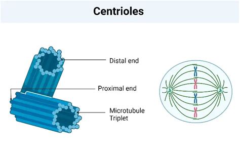 Centrioles - Definition, Structure, Functions - Biology Notes Online