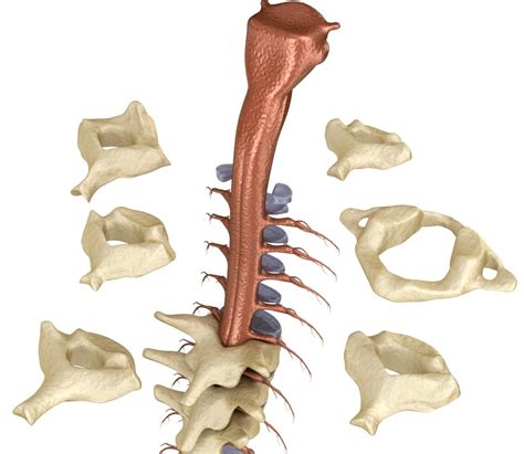 3d human spine spinal cord model