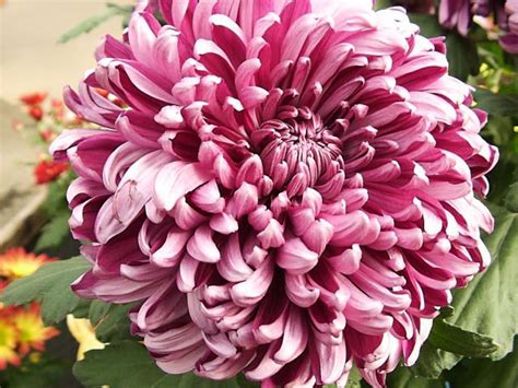 Chrysanthemum in November :: Birth Flower of the Month — FUTURE KING & QUEEN