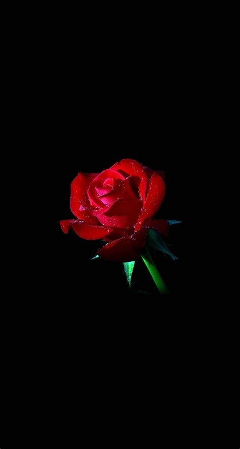 Black Rose HD iPhone Wallpapers - Wallpaper Cave