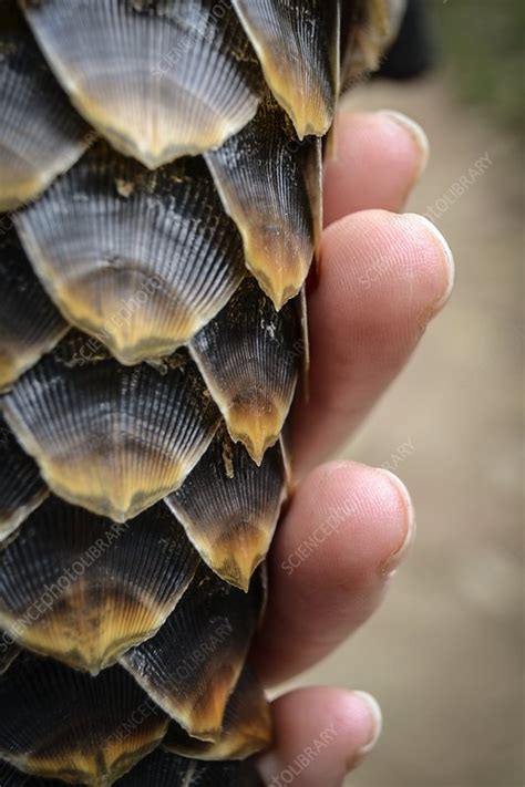 Pangolin scales - Stock Image - C052/8764 - Science Photo Library