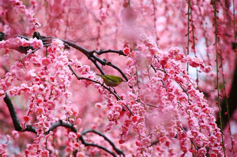 メジロと梅の花 華やかに乱れ咲く梅の城南宮 | 花, 梅の花, 梅の木