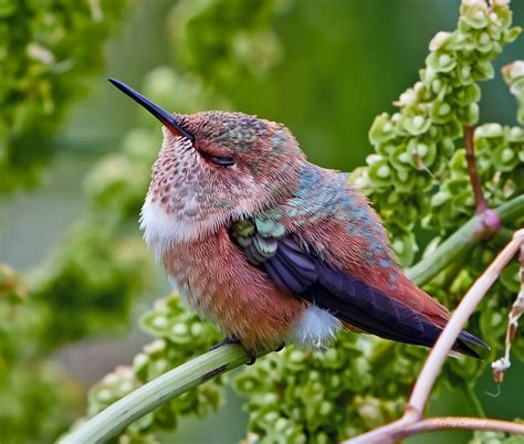 Photo of Allen's hummingbird by Jay Spring in California | Animals ...