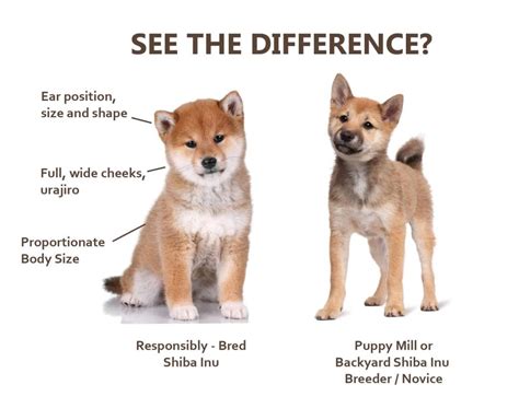 29+ Shiba Inu Size Chart Image - Codepromos