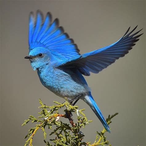 Mountain Bluebird | Blue bird, Pet birds, Pretty birds