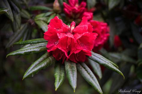 Red Rhododendron Stanley Park Photo | Richard Wong Photography