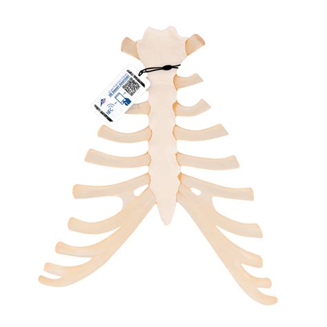 Human Sternum Model with Rib Cartilage - 3B Smart Anatomy - 1000136 - 3B Scientific - A69 - Bone ...