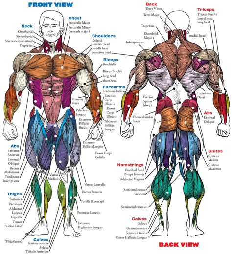 yetki kimin Amerika Birleşik Devletleri erkek kas anatomisi Belirtildi radyum dalga