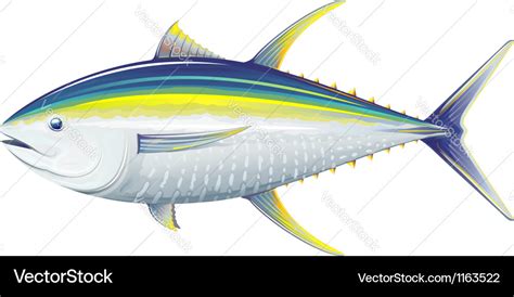 Yellowfin tuna Royalty Free Vector Image - VectorStock