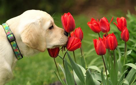 Spring Dog Wallpaper - WallpaperSafari