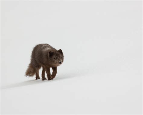 The Arctic Fox: A Symbol Of Iceland's Wild Beauty