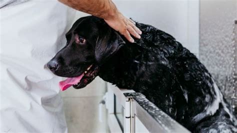 Do Labradors Need Professional Grooming? - Retriever Paws