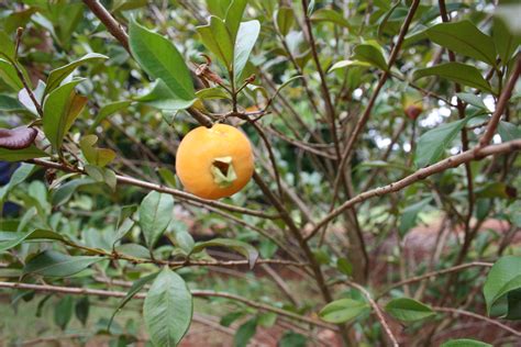 Forum: Exotic Fruit Identification